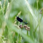 Gebänderte Prachtlibelle - Männchen (Calopteryx splendens)