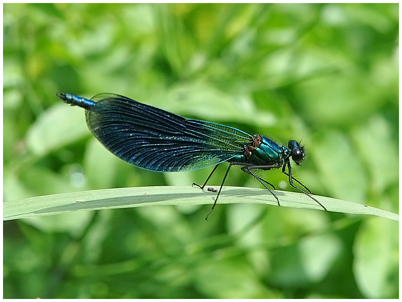 Gebänderte Prachtlibelle - Männchen - Calopteryx splendens