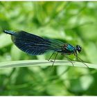 Gebänderte Prachtlibelle - Männchen - Calopteryx splendens