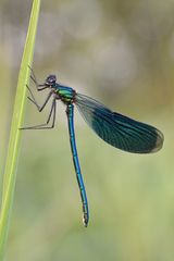 Gebänderte Prachtlibelle Männchen