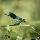 Gebänderte Prachtlibelle ( männlich )