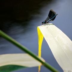 Gebänderte Prachtlibelle (male)