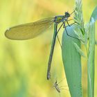 gebänderte Prachtlibelle mit Mücke