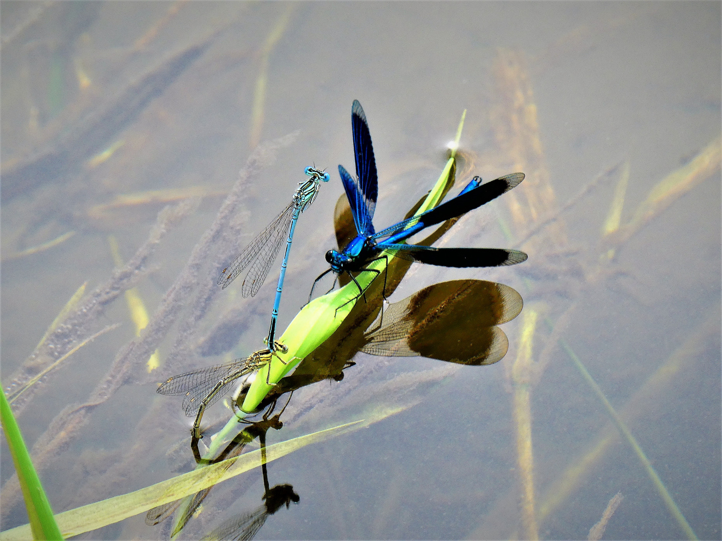 Gebänderte Prachtlibelle schaut Azurjungfern bei der Paarung zu