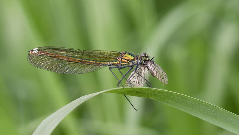 gebänderte prachtlibelle w.