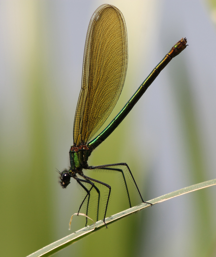 Gebänderte Prachtlibelle W.