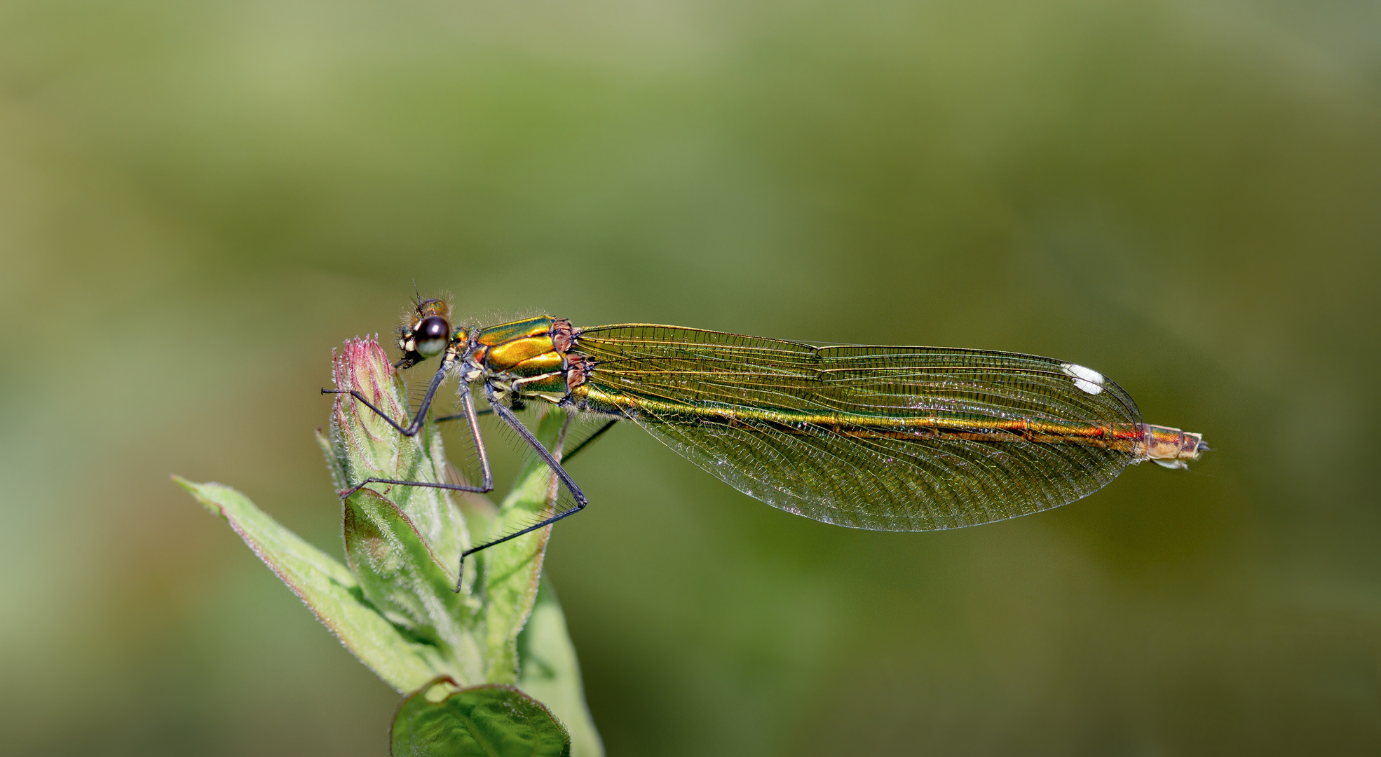 gebänderte prachtlibelle w.