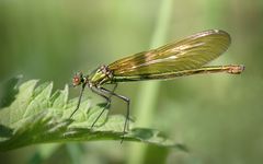 gebänderte prachtlibelle w.