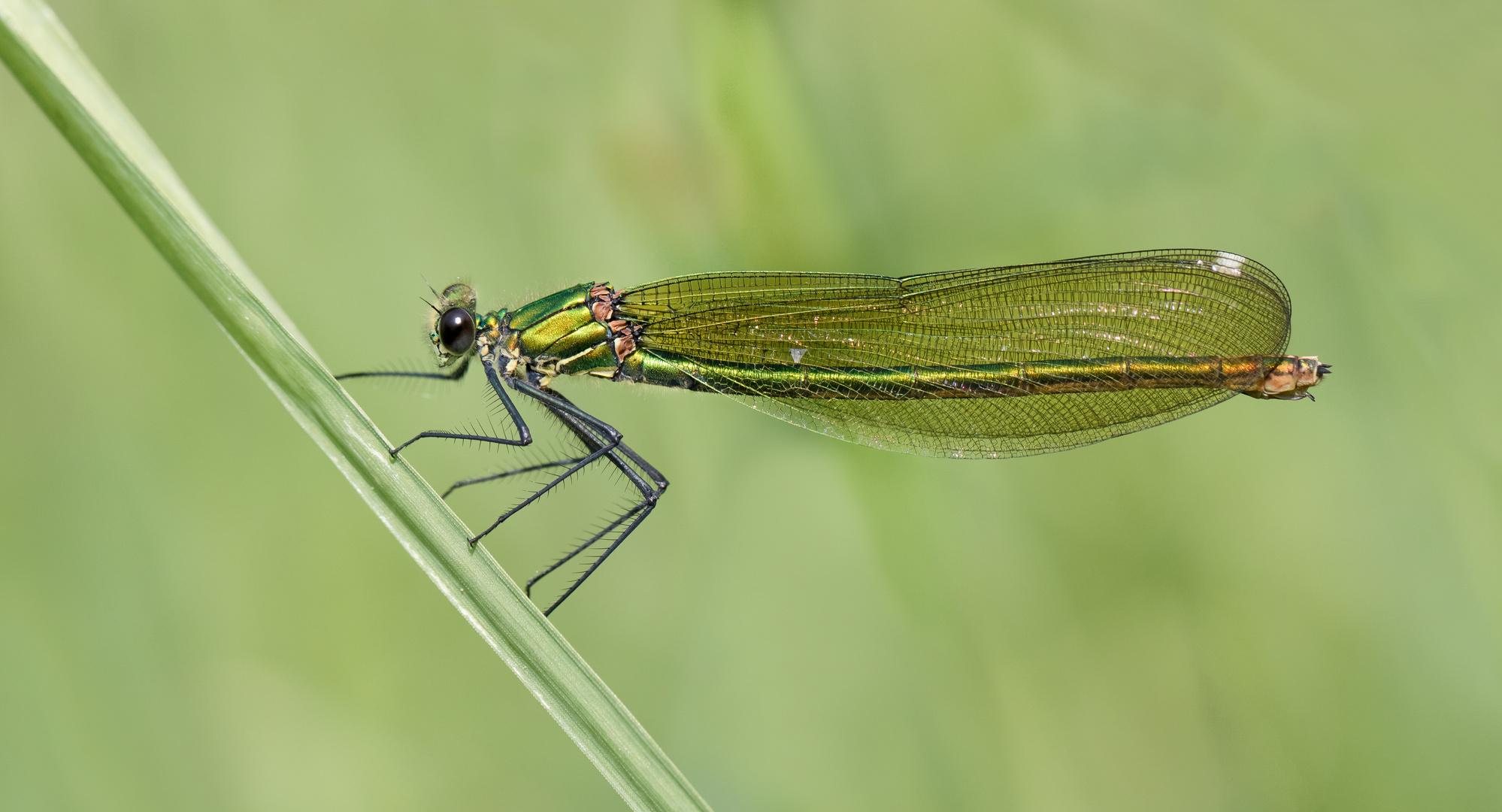 gebänderte prachtlibelle w.