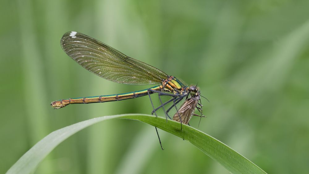 gebänderte prachtlibelle w.