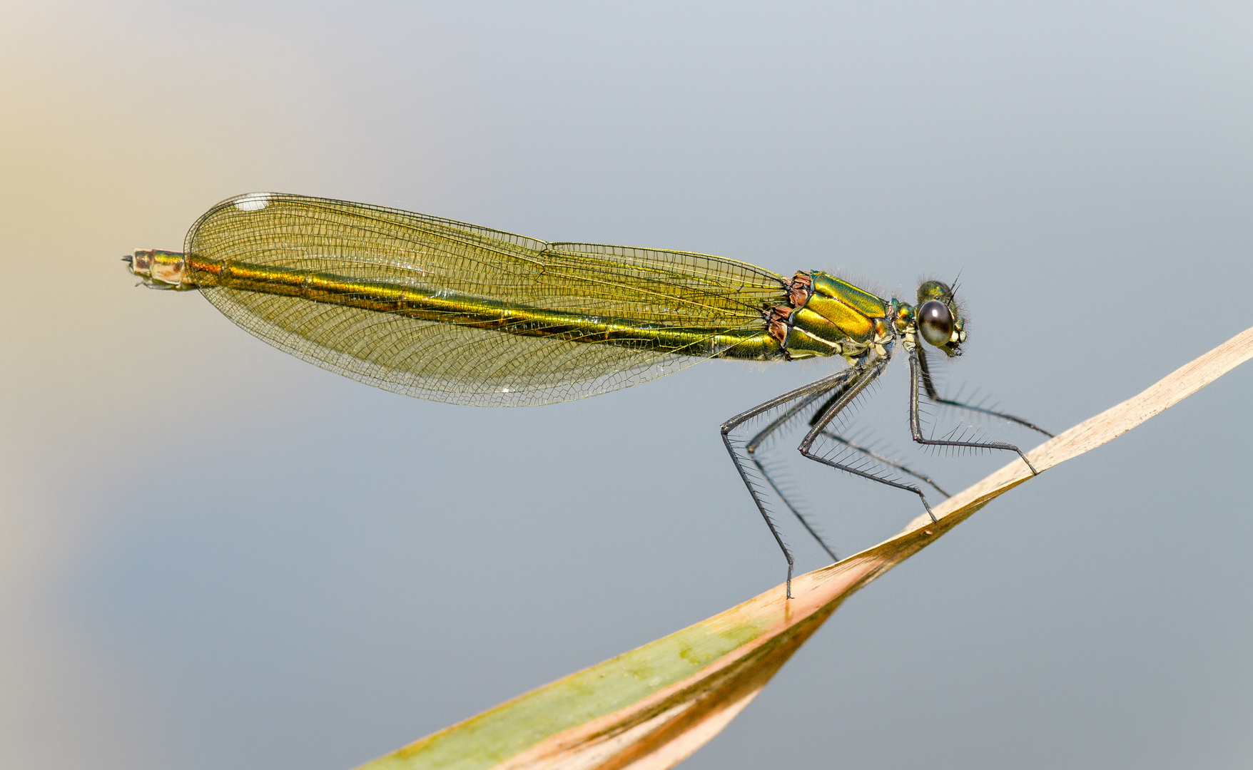 gebänderte prachtlibelle w.