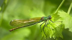 gebänderte prachtlibelle w.