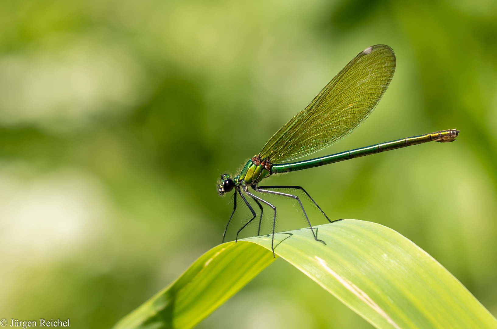 Gebänderte Prachtlibelle w. ( Calopteryx splendens )