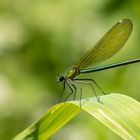 Gebänderte Prachtlibelle w. ( Calopteryx splendens )