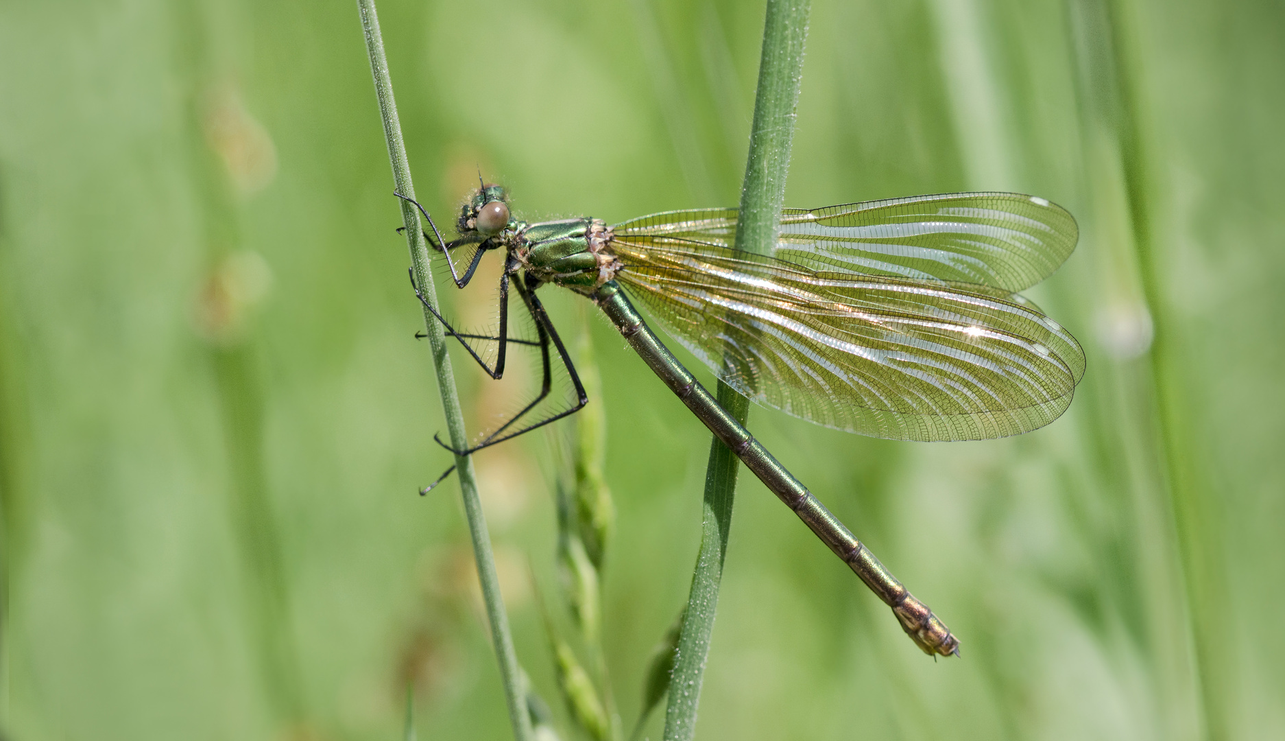 gebänderte prachtlibelle w.