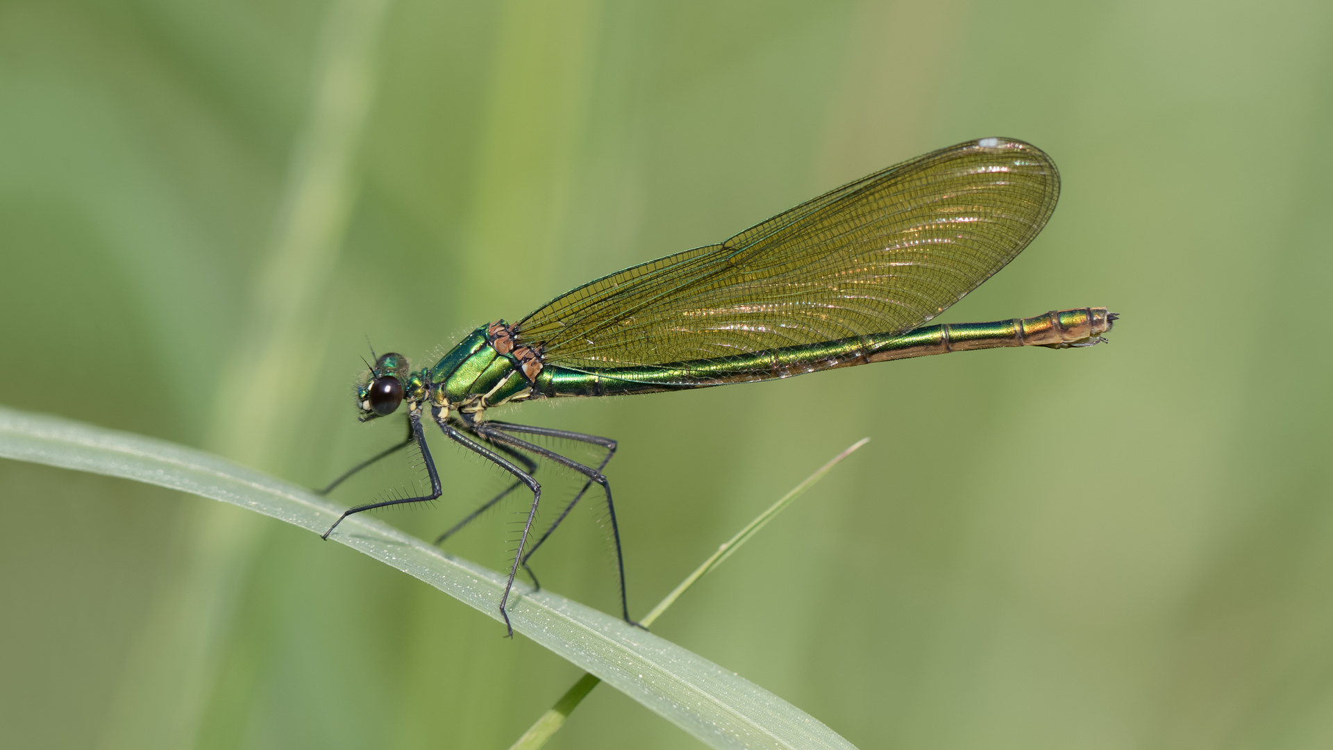 gebänderte prachtlibelle w.