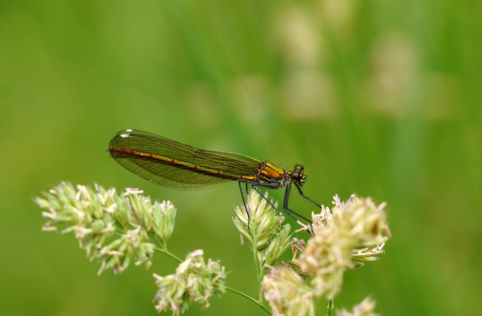 Gebänderte Prachtlibelle (Weibchen)