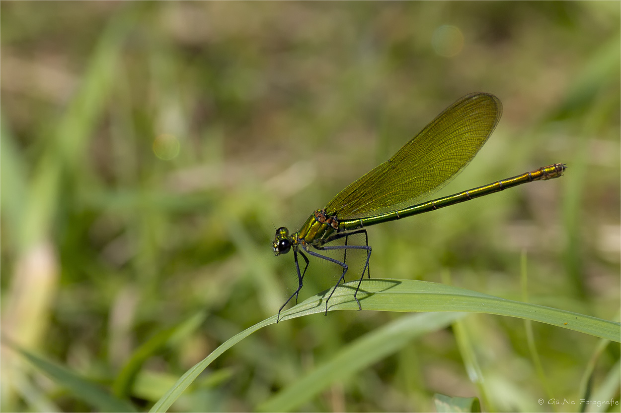 Gebänderte Prachtlibelle (Weibchen)