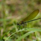 Gebänderte Prachtlibelle (Weibchen)