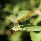 Gebänderte Prachtlibelle Weibchen