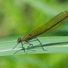 Gebänderte Prachtlibelle Weibchen