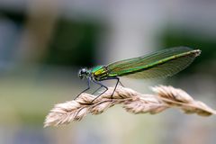 Gebänderte Prachtlibelle Weibchen 