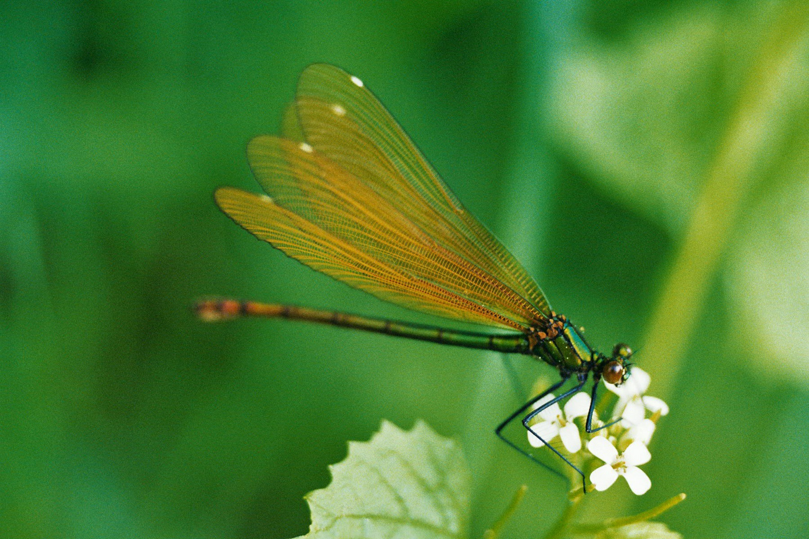 gebänderte Prachtlibelle (Weibchen)