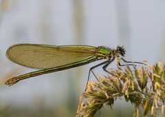 gebänderte Prachtlibelle (Weibchen)