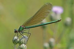 Gebänderte Prachtlibelle Weibchen