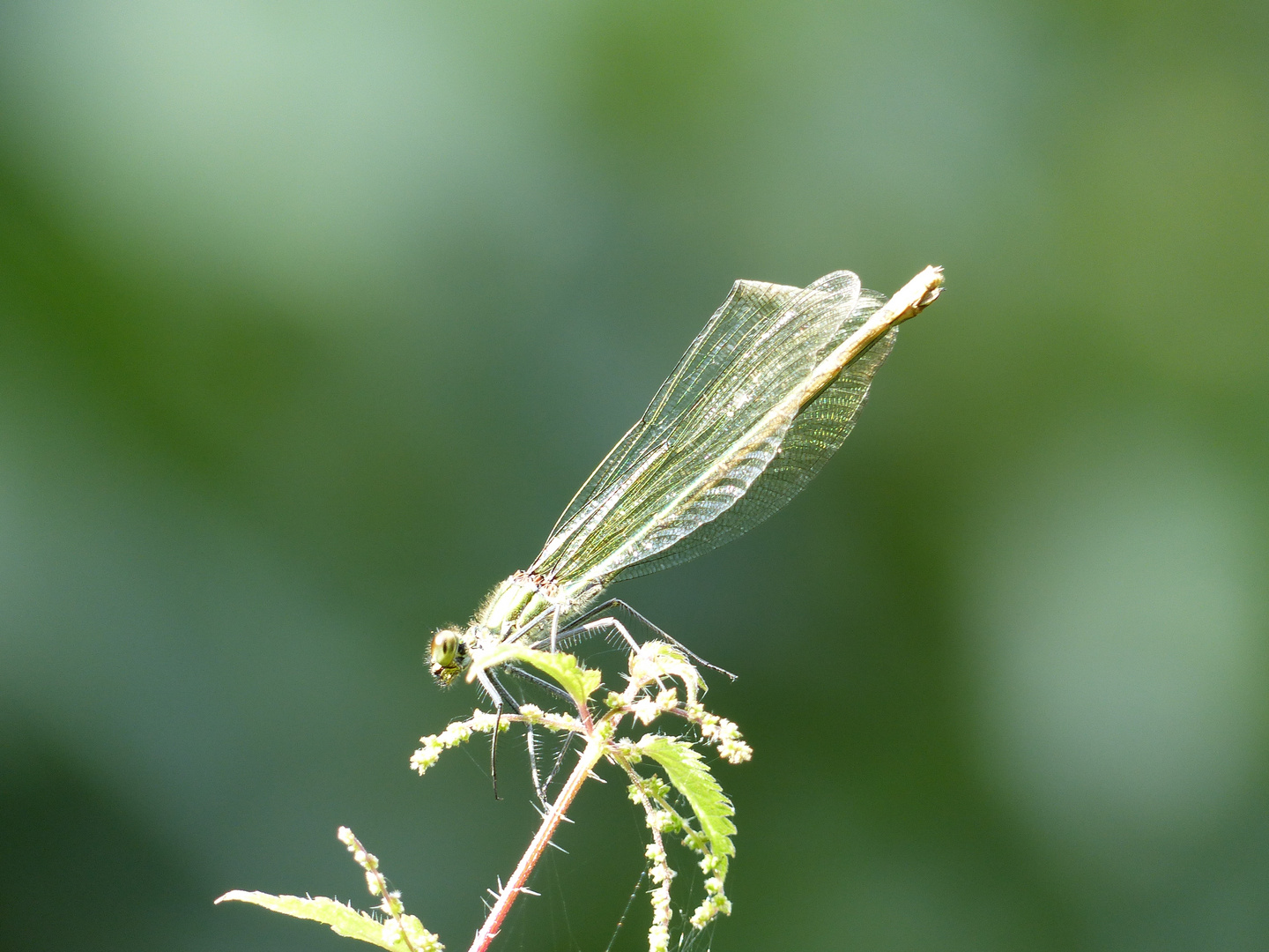 Gebänderte Prachtlibelle (Weibchen)