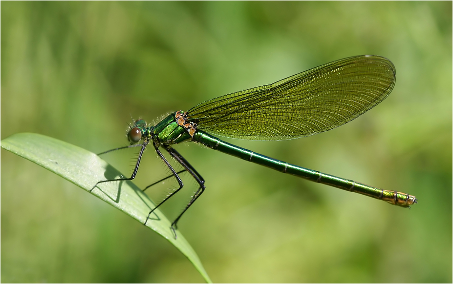 Gebänderte Prachtlibelle (Weibchen)