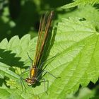 Gebänderte Prachtlibelle Weibchen