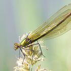 Gebänderte Prachtlibelle Weibchen