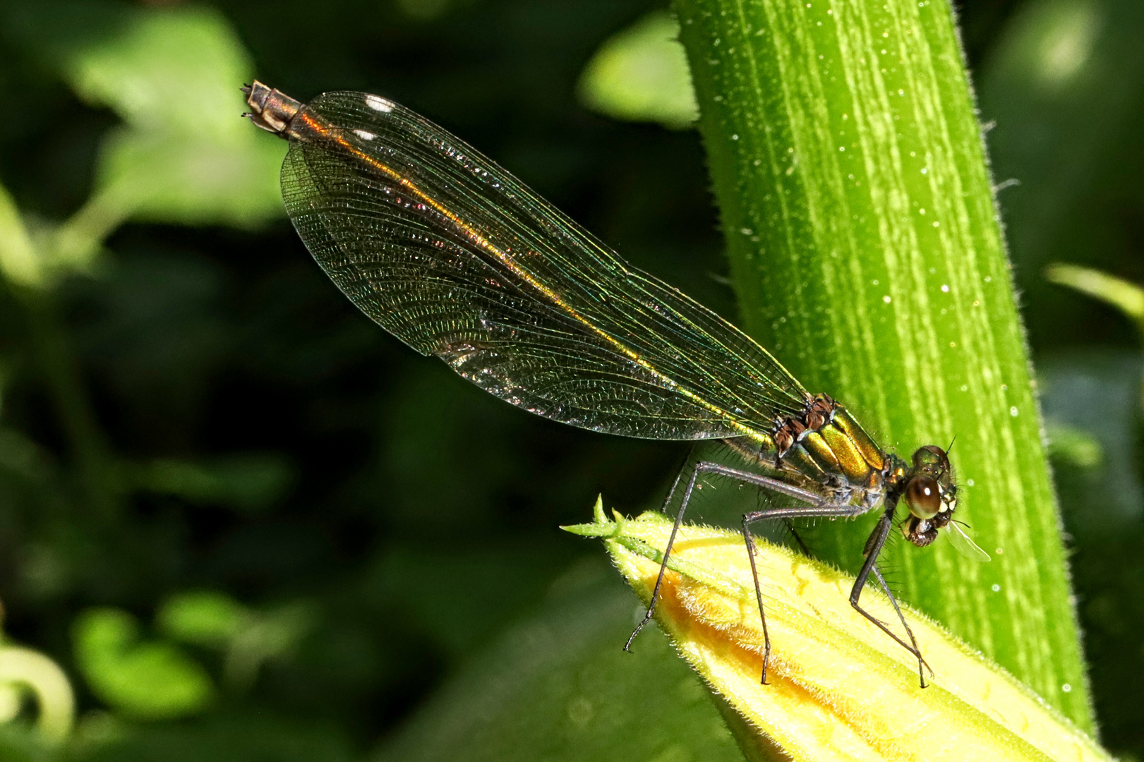 Gebänderte-Prachtlibelle Weibchen - banded demoisell female (Calopteryx splendens)