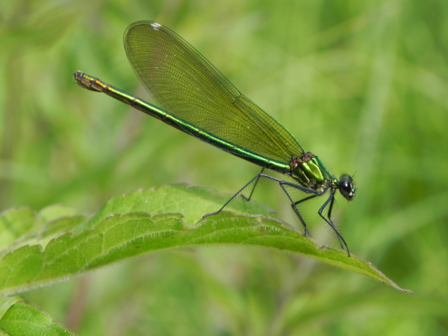 Gebänderte Prachtlibelle (Weibchen)