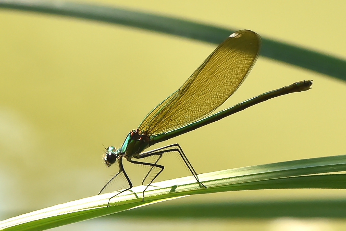 Gebänderte Prachtlibelle Weibchen – Calopteryx splendens