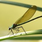 Gebänderte Prachtlibelle Weibchen – Calopteryx splendens