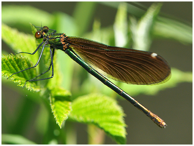 Gebänderte Prachtlibelle - Weibchen - Calopteryx splendens