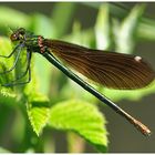 Gebänderte Prachtlibelle - Weibchen - Calopteryx splendens