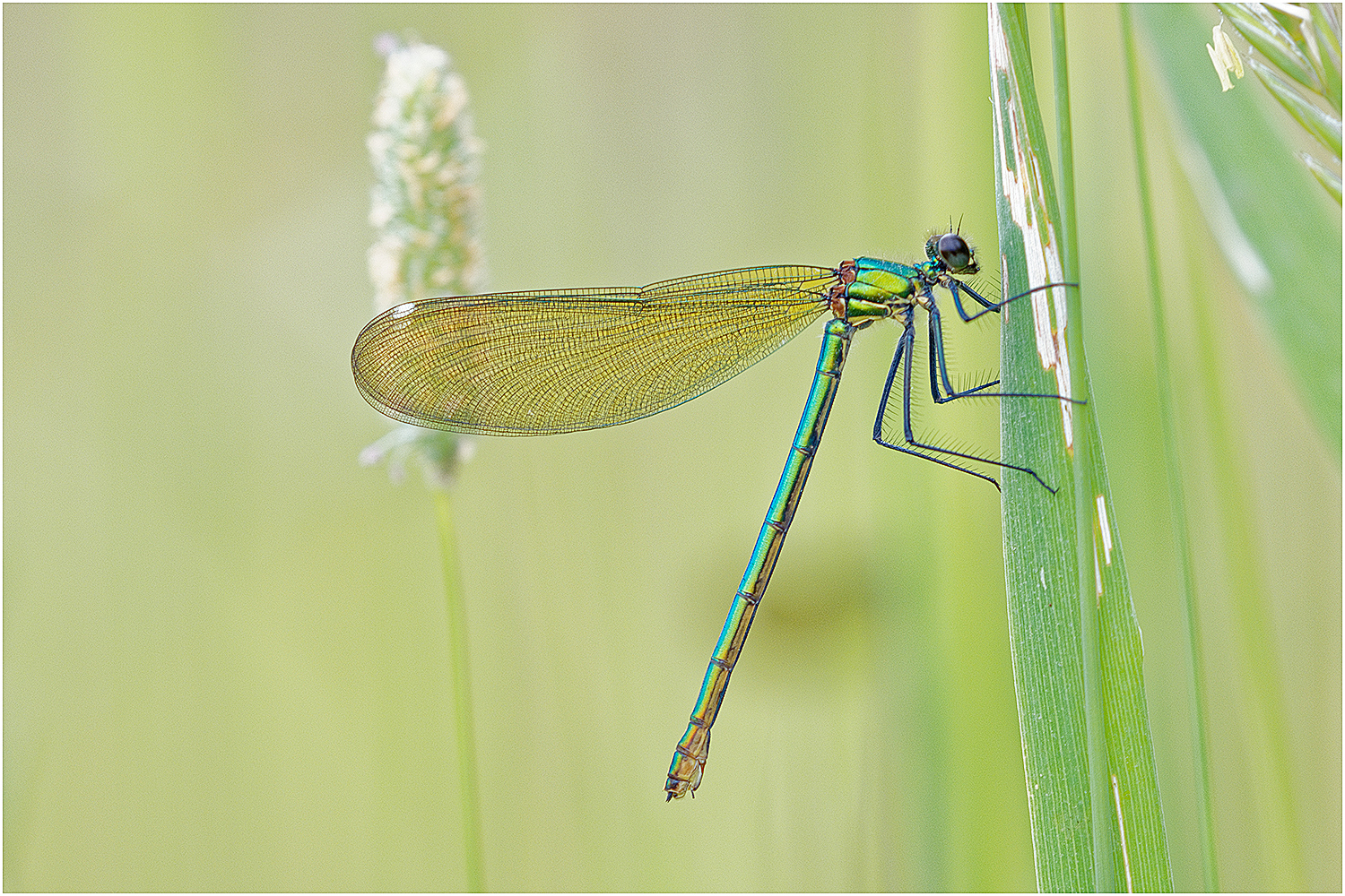 Gebänderte Prachtlibelle Weibchen (Calopteryx splendens)