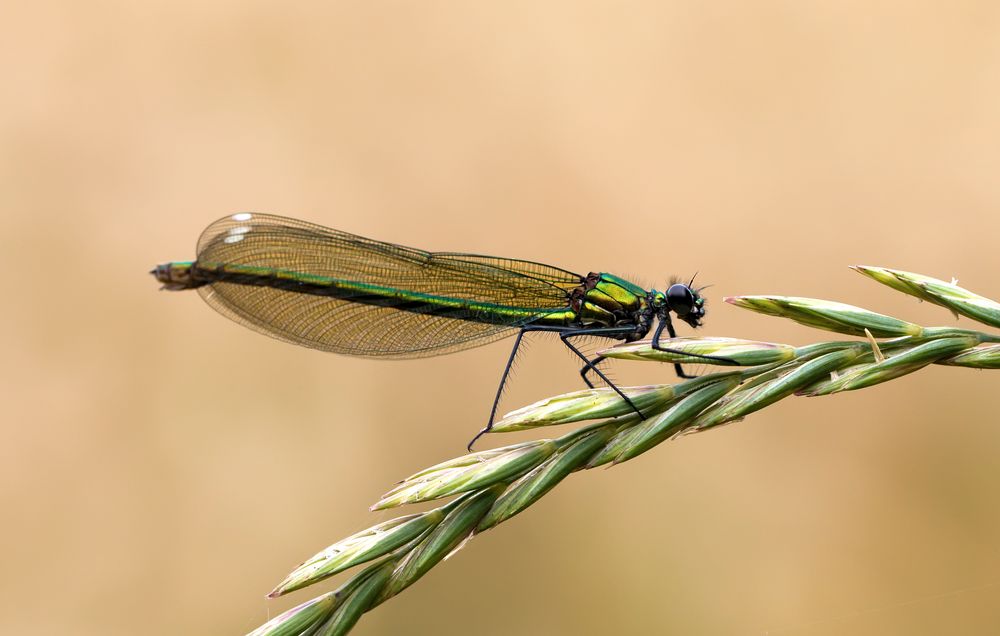 Gebänderte Prachtlibelle Weibchen II