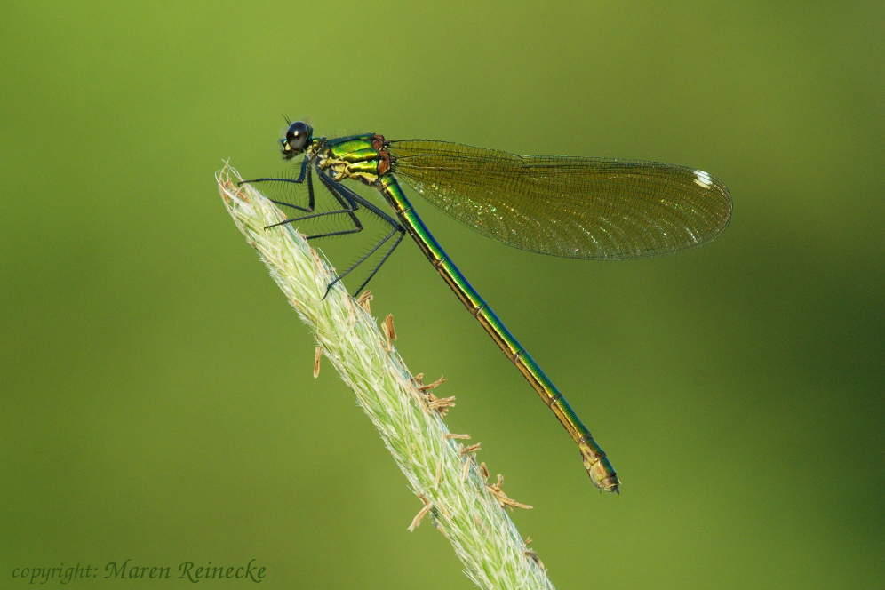 Gebänderte Prachtlibelle (weibl.) - Calopteryx splendens