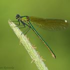 Gebänderte Prachtlibelle (weibl.) - Calopteryx splendens