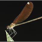 Gebänderte Prachtlibelle weibl.- Calopteryx splendens