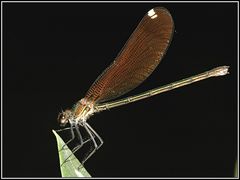 Gebänderte Prachtlibelle weibl.- Calopteryx splendens