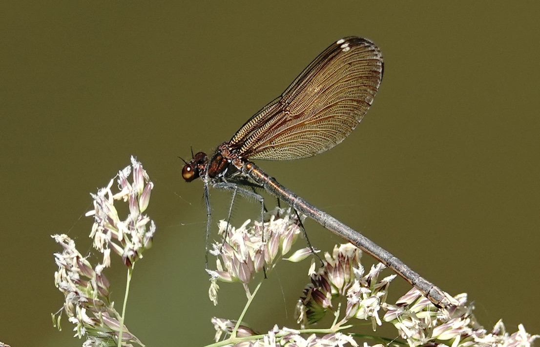 GEBÄNDERTE PRACHTLIBELLE weiblich