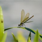 Gebänderte Prachtlibelle weiblich