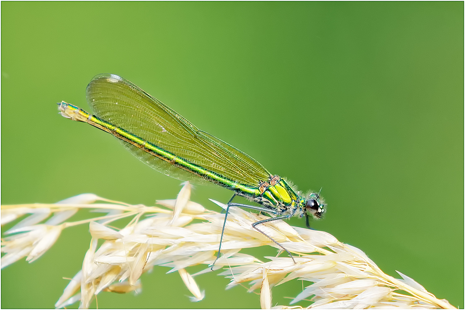 Gebänderte Prachtlibelle weiblich (Calopteryx splendens)