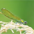 Gebänderte Prachtlibelle weiblich (Calopteryx splendens)