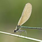 Gebänderte Prachtlibelle - Weiblich